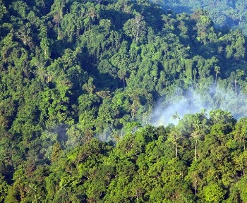 Hutan Terbanyak