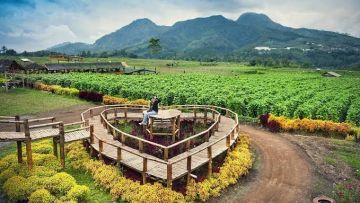 Serunya Liburan Akhir Tahun ke Desa Pujon Kidul, Malang. Ssst, Ada Kafe di Tengah Sawah!