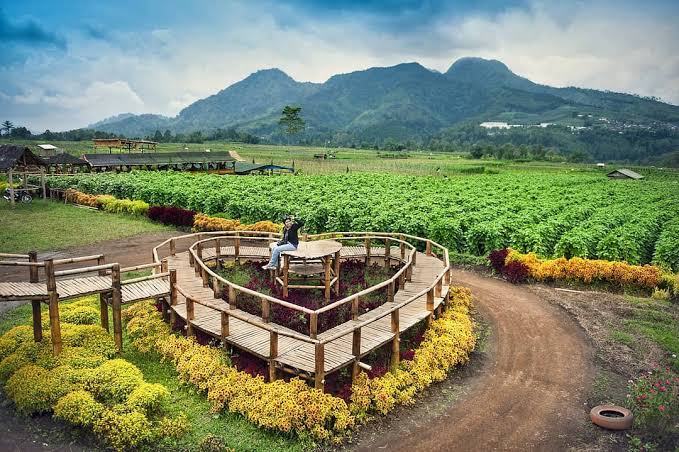 Serunya Liburan Akhir Tahun ke Desa Pujon Kidul, Malang. Ssst, Ada Kafe di Tengah Sawah!