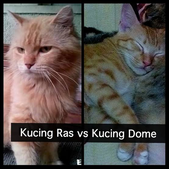 Kucing ras vs Kucing domestik