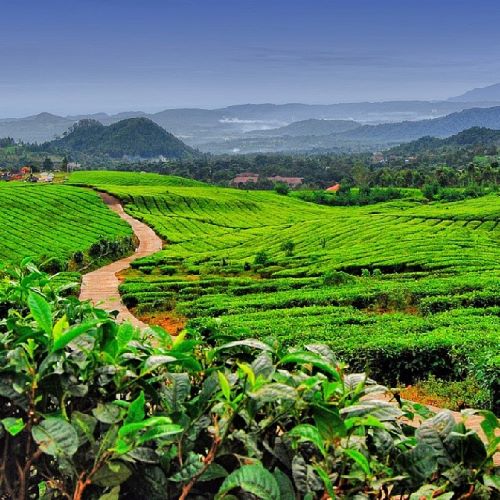 Kebun Teh Jamus