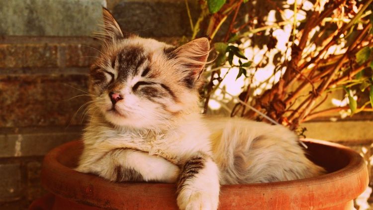 Ngaku Pecinta Kucing? Kamu Harus Tahu, 5 Fakta Unik Kucing yang Belum Banyak Diketahui