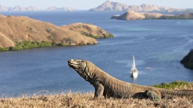 Pulau Komodo