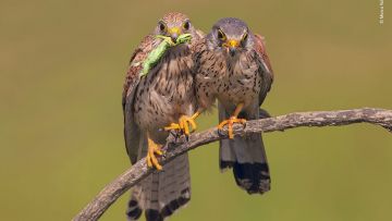 10 Foto Wildlife Photography Award Finalists 2019 yang Keren Abis. Menurut Kamu, Mana yang Terbaik?