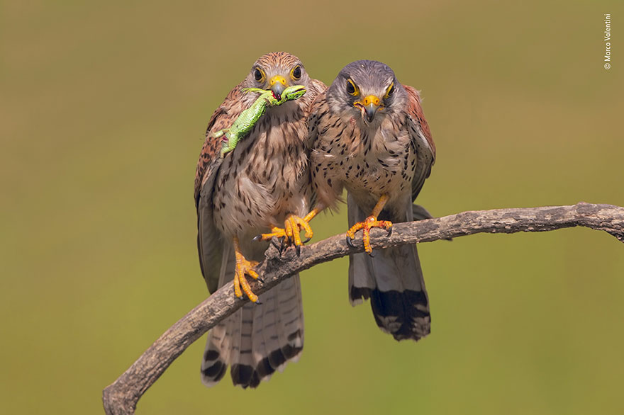 10 Foto Wildlife Photography Award Finalists 2019 yang Keren Abis. Menurut Kamu, Mana yang Terbaik?