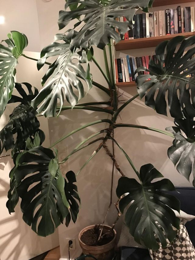 cara merawat monstera