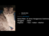 Nggak Cuma si Belang dan Katty, Inilah Deretan Nama Kucing yang Paling Nggak Kepikiran. Bisa Aja! :D