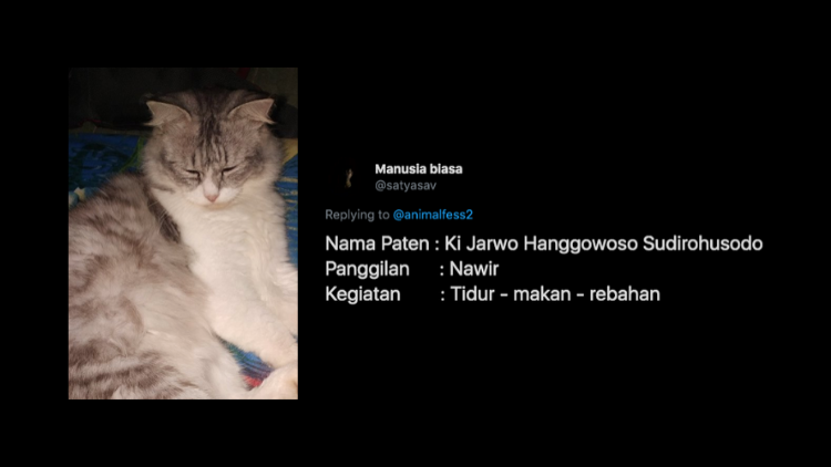 Nggak Cuma si Belang dan Katty, Inilah Deretan Nama Kucing yang Paling Nggak Kepikiran. Bisa Aja! :D