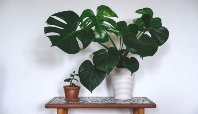 tanaman monstera