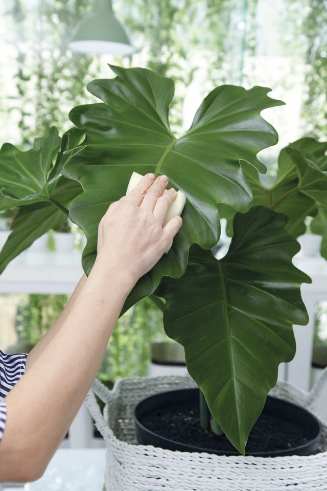 tanaman monstera