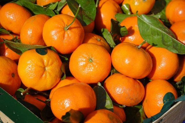 Jeruk Mandarin