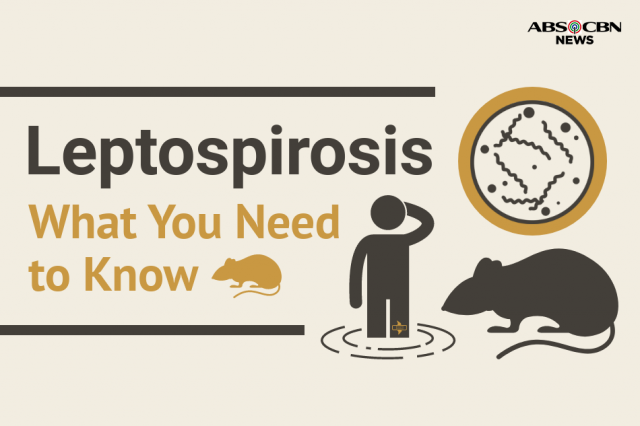 Leptospirosis  by ABS-CBN News