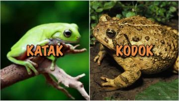 Selain Katak dan Kodok, Ini 6 Binatang Lain yang Sering Dianggap Sama, Padahal Jelas Beda