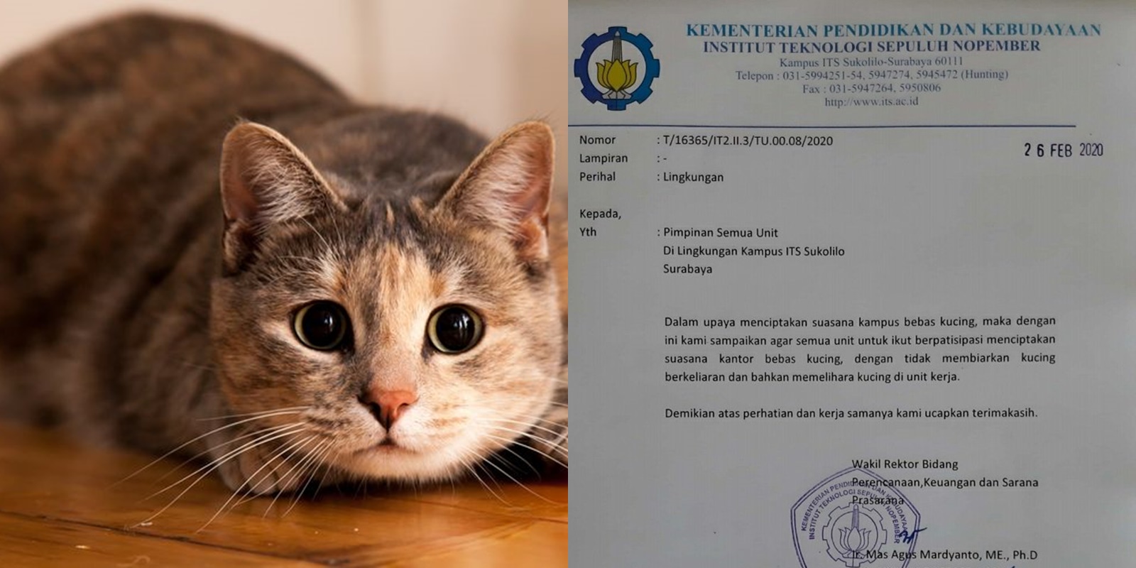 5 Alasan Kampus Nggak Perlu Melarang Kucing yang Berkeliaran. Lucu Begini kok Diusir, Kasihan :(