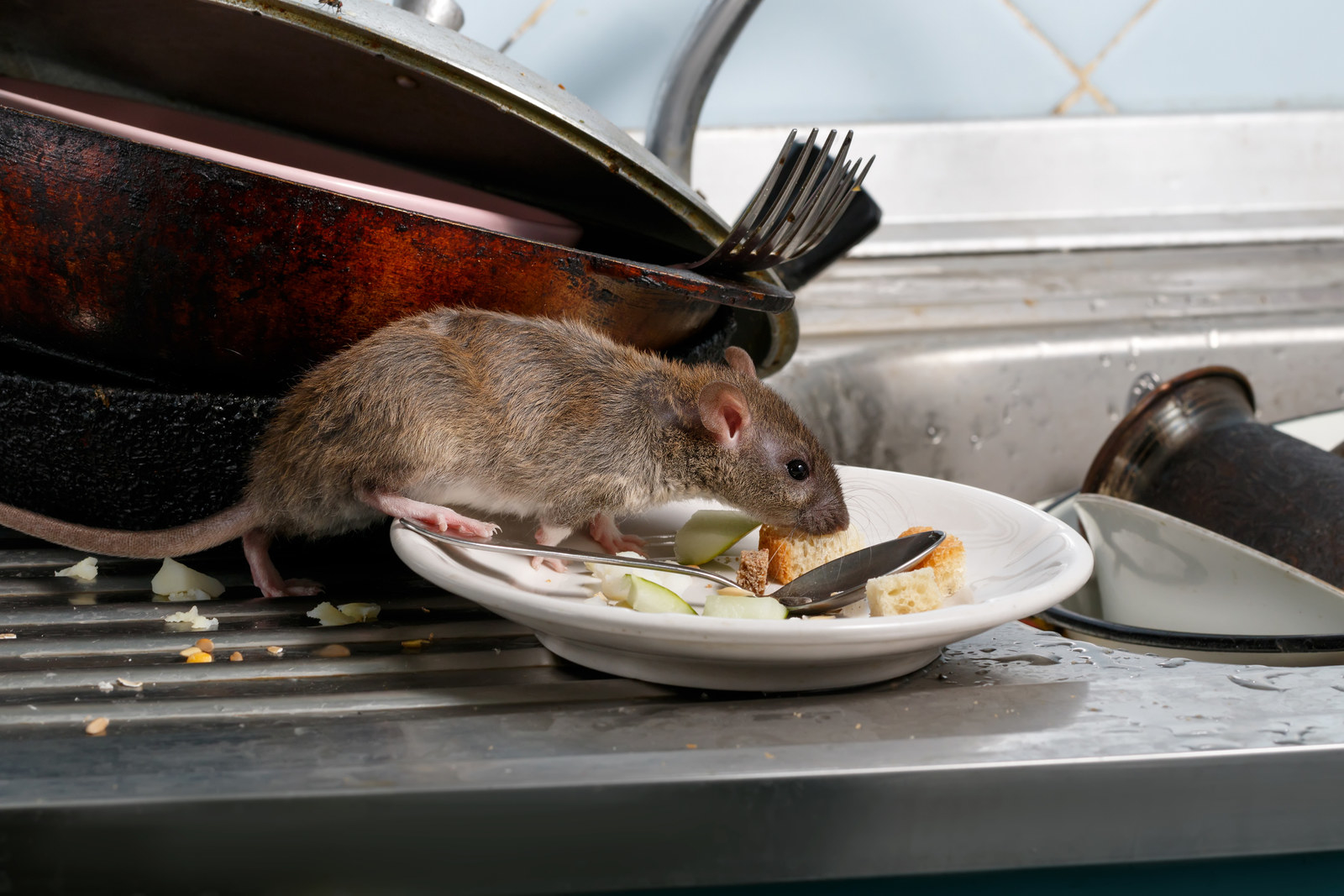 5 Bocoran dari Pakar Hama untuk Atasi Tikus yang Selalu Lolos dari Perangkap. Hmm, Jadi Gini?