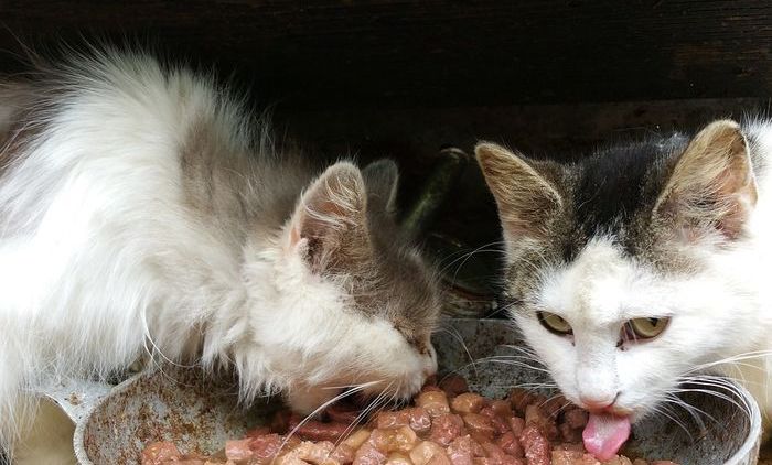 Cara Mengusir Kucing Tanpa Perlu Bikin Surat Edaran Kayak di ITS