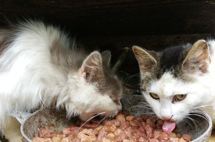 Cara Mengusir Kucing Tanpa Perlu Bikin Surat Edaran Kayak di ITS