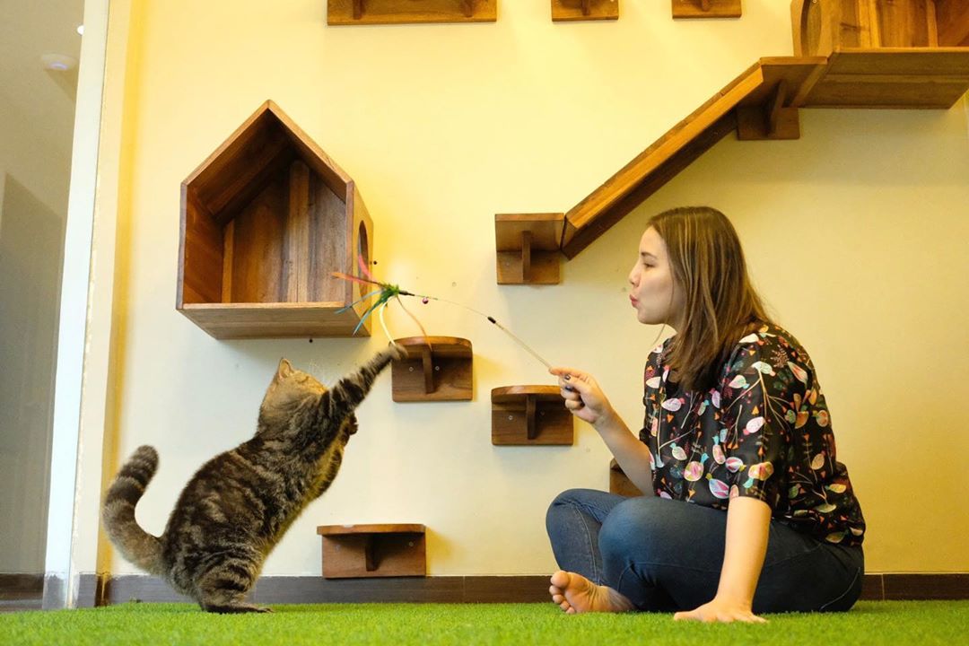 Cita-Cita Masa Kecil Diwujudkan Suami, Tya Ariestya Ternyata Punya Usaha Hotel Kucing. Gemes!