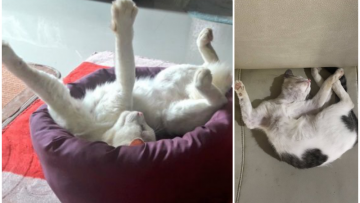 10 Pose Akrobatik Kucing Saat Tidur yang Bikin Gemas. Apa Nggak Encok Tuh Pas Bangun?