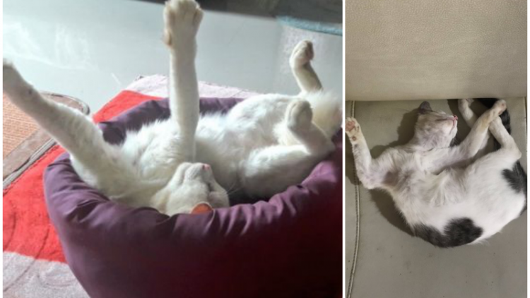 10 Pose Akrobatik Kucing Saat Tidur yang Bikin Gemas. Apa Nggak Encok Tuh Pas Bangun?