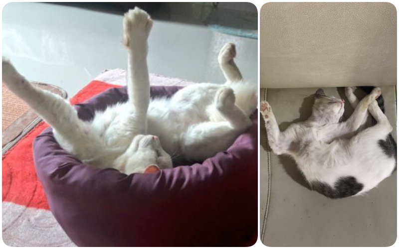 10 Pose Akrobatik Kucing Saat Tidur yang Bikin Gemas. Apa Nggak Encok Tuh Pas Bangun?