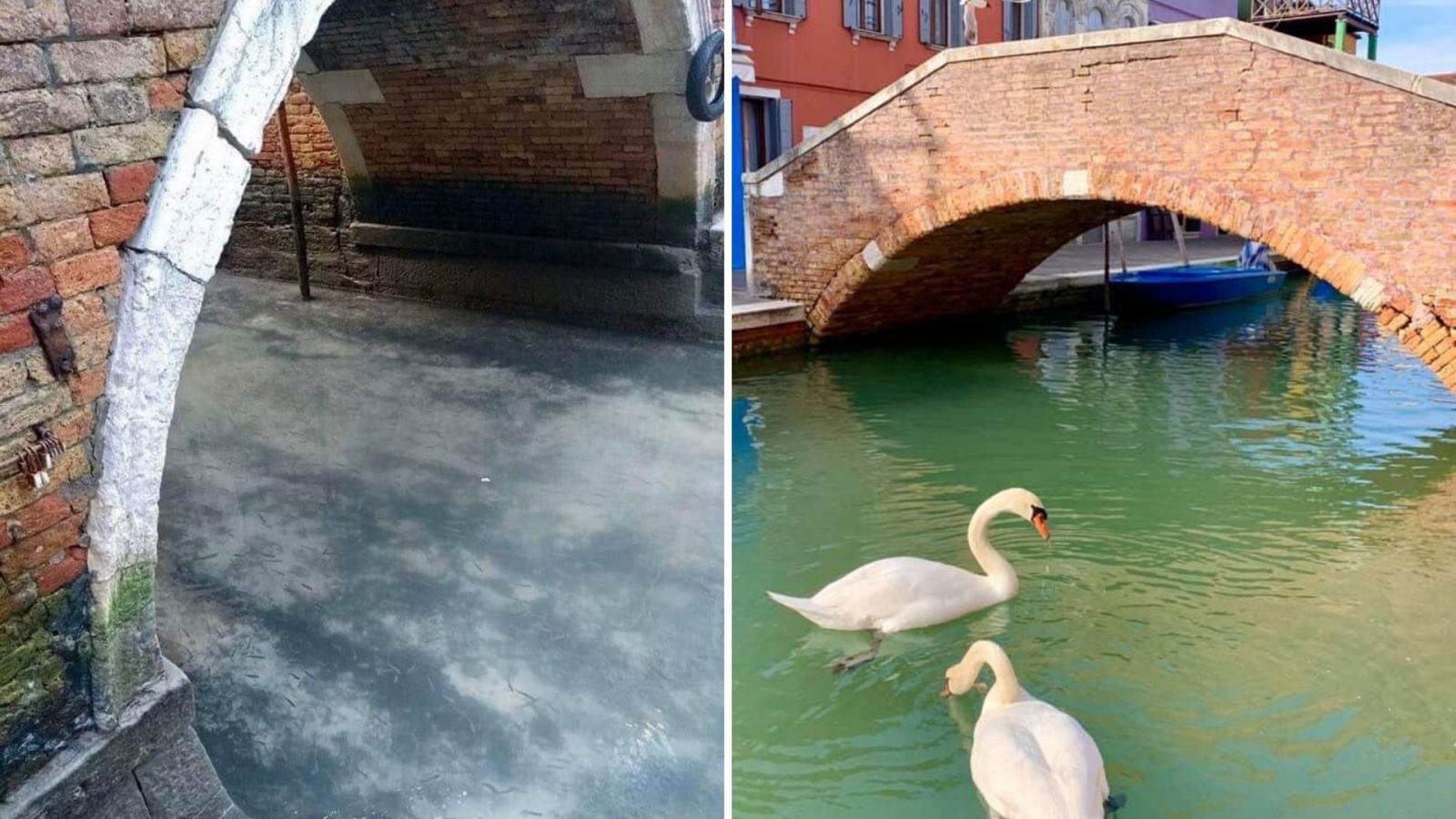 Potret Kanal Venice Pasca Lockdown: Airnya Kian Jernih, Angsa Berenang dan Ikan Kecil Bermunculan