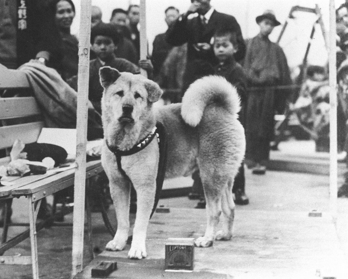 Kisah Kesetiaan Hachiko yang Legendaris sampai Viral pada Masanya, Padahal Tahun 1930-an Lo