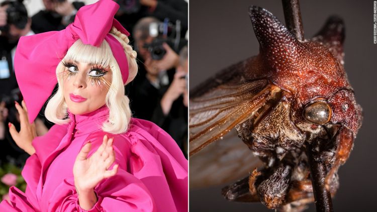 Spesies Serangga Baru Diberi Nama Lady Gaga. Ini 6 Spesies Lain yang Juga Dinamai Orang Terkenal