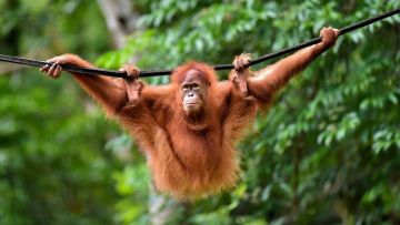 Viral, Orang Utan Ini Mencuci Tangan Pakai Air dan Sabun. Netizen: Lebih Pintar dari Manusia