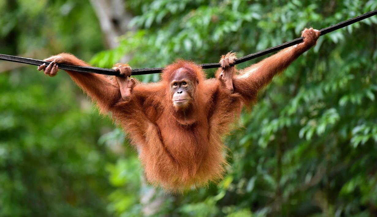 Viral, Orang Utan Ini Mencuci Tangan Pakai Air dan Sabun. Netizen: Lebih Pintar dari Manusia