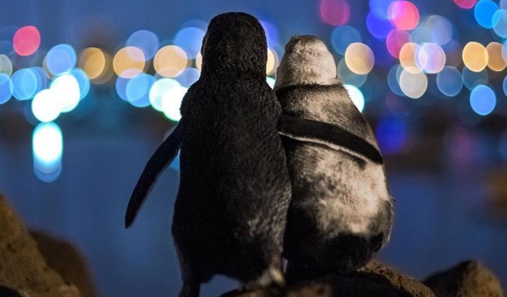 Potret Pasangan Penguin yang Berangkulan di Pantai Australia. Gemes Banget Sih