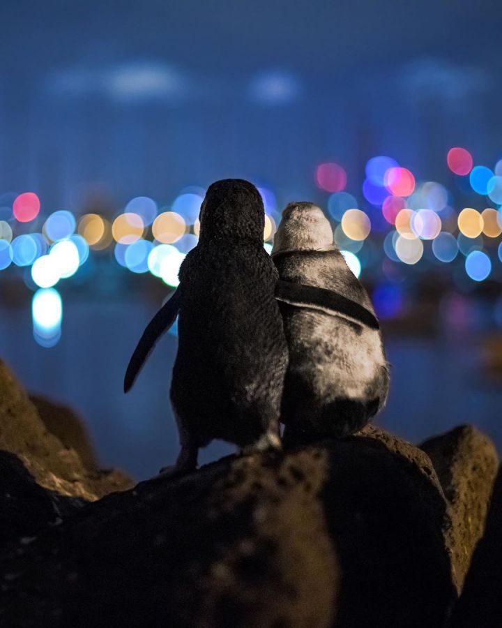 Potret Pasangan Penguin yang Berangkulan di Pantai Australia. Gemes Banget Sih