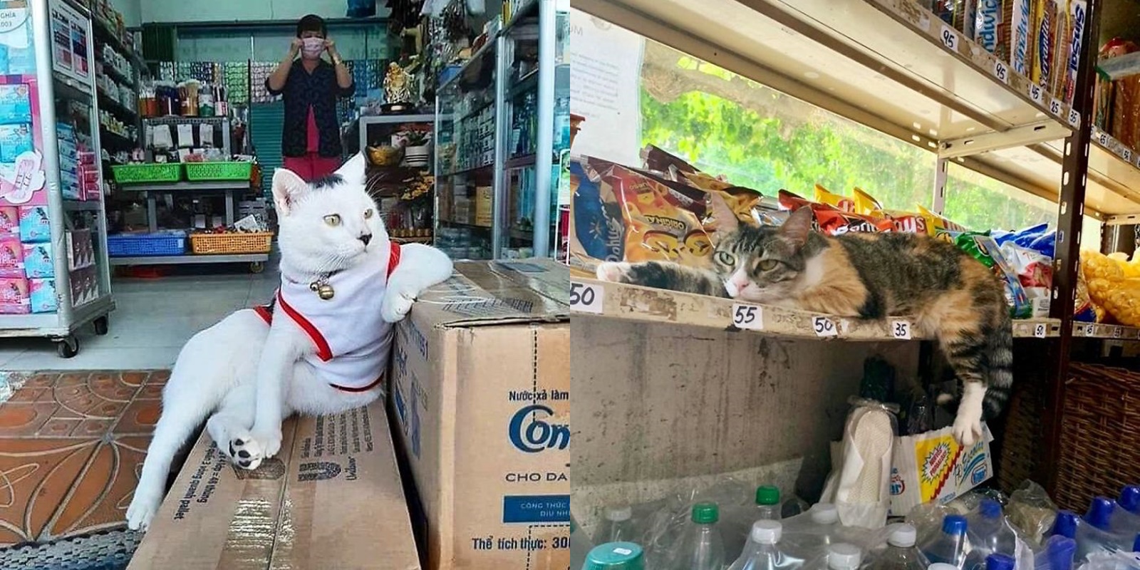 10 Potret Gumush Kucing Dipasrahi Jaga Warung Oleh Majikan. Dibayar Pakai Makanan pun Mereka Seneng