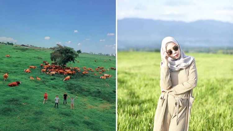 Padang Mengatas, Tempat Wisata di Sumatra Barat yang Sekilas Mirip Savana New Zealand