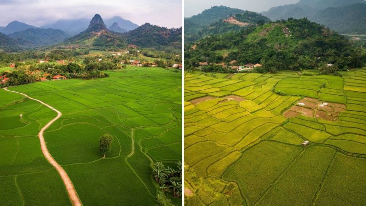 Indahnya Persawahan Bantar Kuning di Cirau, Bogor. Hamparan nan Hijau yang Menyejukkan Mata!