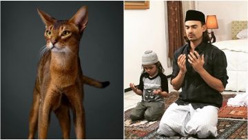 Rasakan Duka Mendalam 2 Bulan Terakhir, Kucing Kesayangan Ashraf Sinclair Susul Kepergian sang Tuan