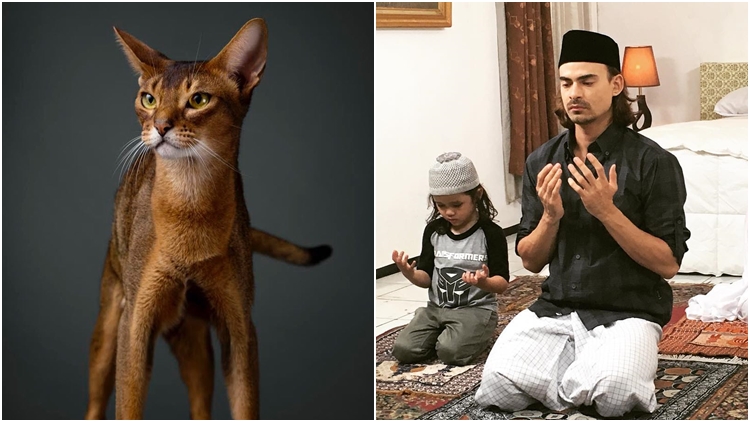 Rasakan Duka Mendalam 2 Bulan Terakhir, Kucing Kesayangan Ashraf Sinclair Susul Kepergian sang Tuan