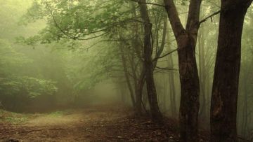 9 Hutan di Indonesia yang Terkenal Angker dengan Beragam Kisah Misteri. Berani Masuk Nggak Nih?