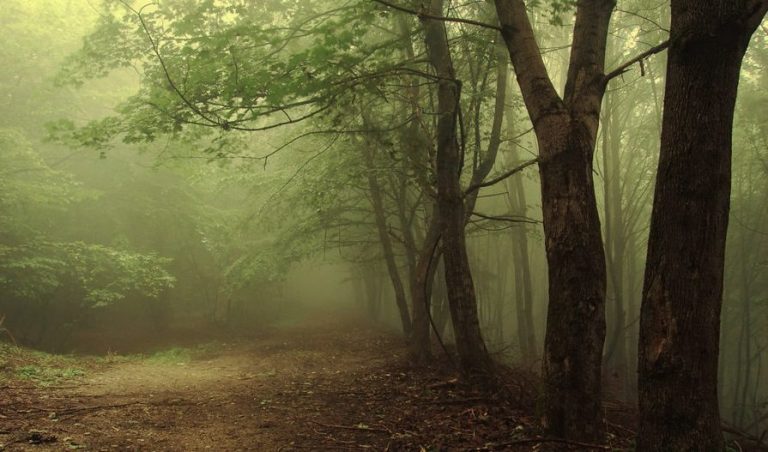 9 Hutan di Indonesia yang Terkenal Angker dengan Beragam Kisah Misteri. Berani Masuk Nggak Nih?