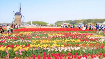 Sebanyak 800.000 Bunga Tulip di Jepang Dipotong Gara-gara Banyak Turis Datang. Sedih Sih Ini~