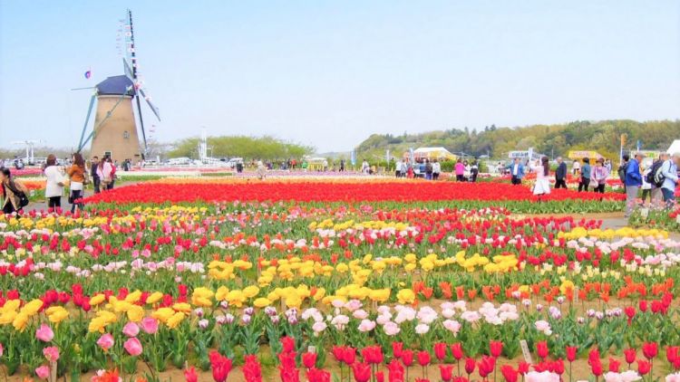 Sebanyak 800.000 Bunga Tulip di Jepang Dipotong Gara-gara Banyak Turis Datang. Sedih Sih Ini~