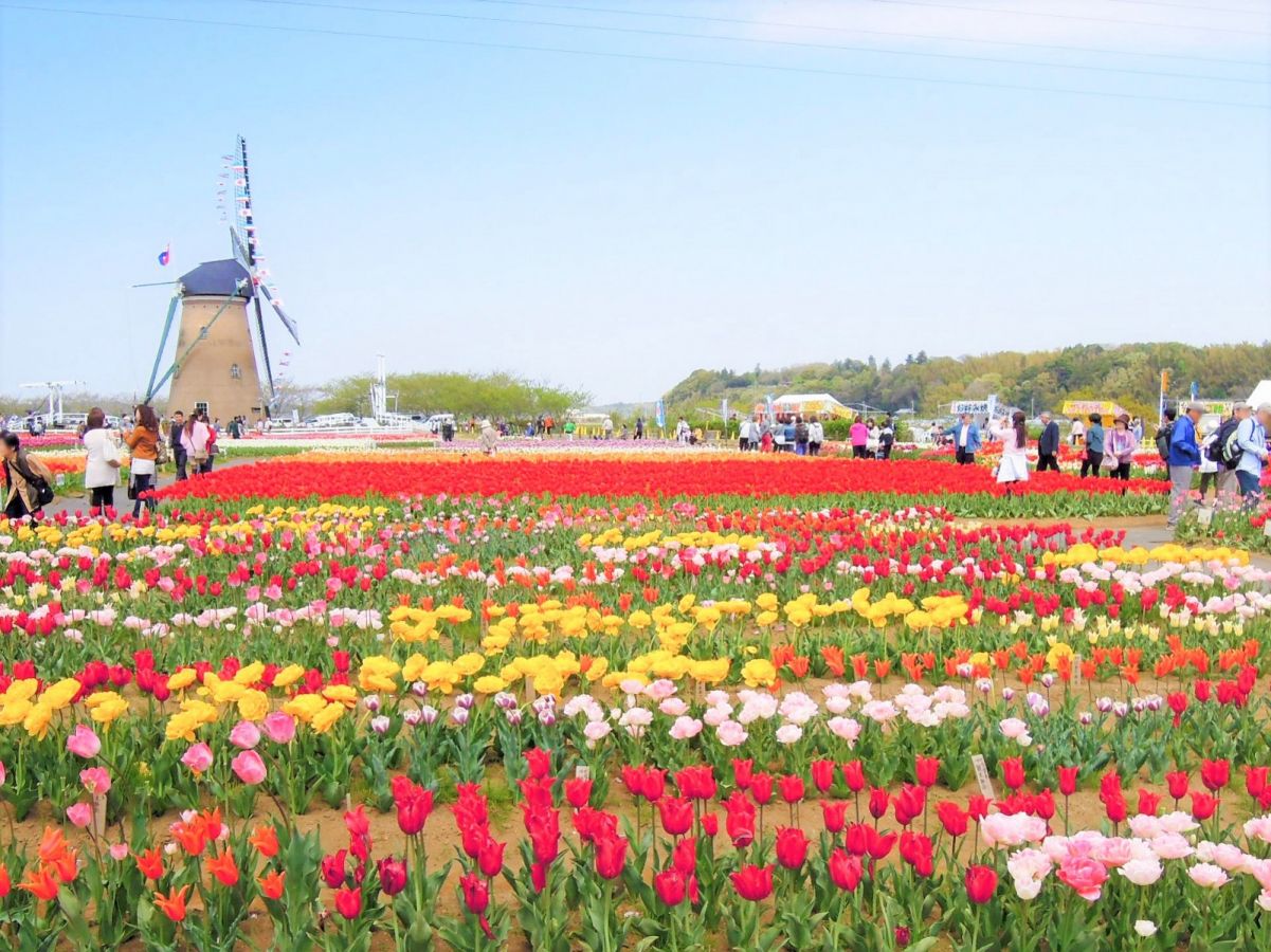 Sebanyak 800.000 Bunga Tulip di Jepang Dipotong Gara-gara Banyak Turis Datang. Sedih Sih Ini~