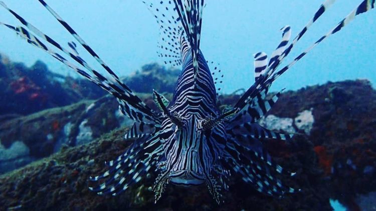 7 Fakta Unik Lion Fish, Ikan Cantik yang Diam-diam Beracun