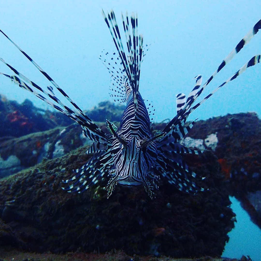 7 Fakta Unik Lion Fish, Ikan Cantik yang Diam-diam Beracun