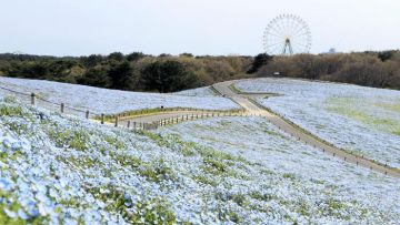 Hitachi Seaside Park, Taman Bunga Instagramable di Jepang. Jutaan Bunga Mekar Tanpa Turis Datang!