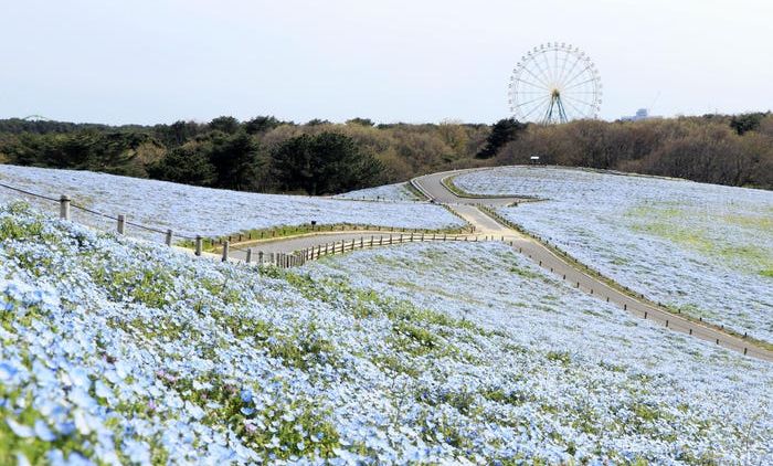 Hitachi Seaside Park, Taman Bunga Instagramable di Jepang. Jutaan Bunga Mekar Tanpa Turis Datang!