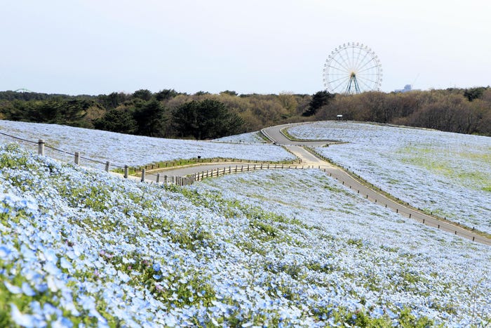 Hitachi Seaside Park, Taman Bunga Instagramable di Jepang. Jutaan Bunga Mekar Tanpa Turis Datang!