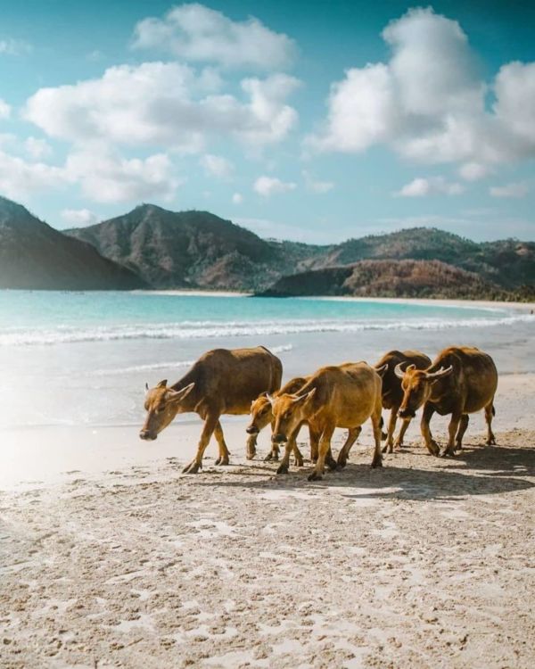 Rekomendasi 7 Pantai Indah di Lombok yang Menunggumu Datang. Kangen Nyebur Nggak Sih?