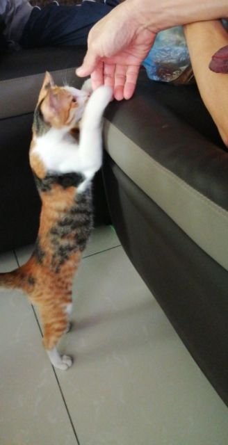 11 Potret Kocak Kucing Ikut Halalbihalal. Gitu dong, Minta Maaf karena Suka Ambil Makan Tanpa Izin!