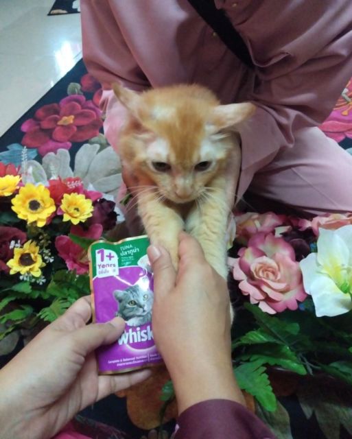 11 Potret Kocak Kucing Ikut Halalbihalal. Gitu dong, Minta Maaf karena Suka Ambil Makan Tanpa Izin!